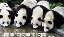 大熊猫爆料奶茶视频大全,萌宠界的甜蜜诱惑