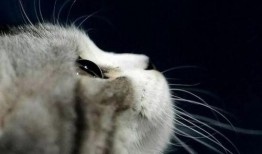 吃瓜娱乐酱抱枕猫,吃瓜娱乐酱带你领略萌宠魅力